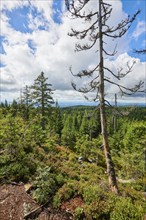 Vegetation with Norway spruce (Picea abies) and colored European blueberry (Vaccinium myrtillus) on