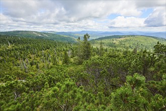 Scots pine (Pinus sylvestris) growing on Mount Lusen in late summer, Bavarian Forest, Bavaria,