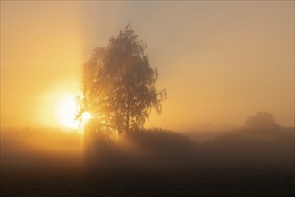 Warty birch (Betula pendula), morning mist, at sunrise, Lower Saxony, Germany, Europe