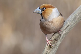 Hawfinch (Coccothraustes coccothraustes) sitting on a branch in the forest in winter. Bas-Rhin,