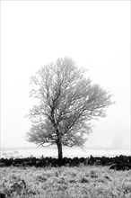 Aubrac plateau. Isolated tree in winter. Lozere department. Occitanie.France