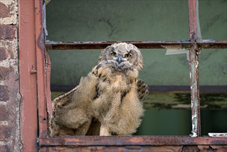 Eurasian eagle-owl (Bubo bubo), fledgling, stretching its wings, in an old window frame, industrial