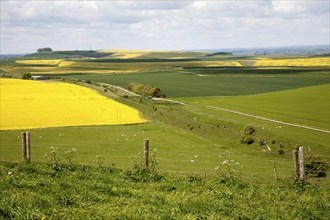 Ditch and embankment of the Wansdyke a Saxon defensive structure on chalk downs viewed from Tan