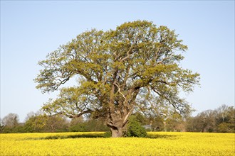 Spring rural landscape with yellow flowers of oils seed rape crop and oak tree in early leaf,