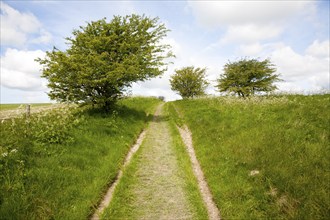 Grassy track climbing through small trees on chalk downland, All Cannings Down, near Milk Hill,