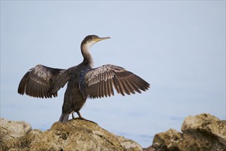 Common shag (Gulosus aristotelis) juvenile, Istria, Croatia, Europe