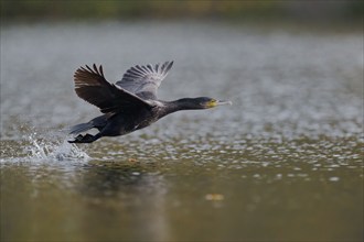 Great cormorant (Phalacrocorax carbo) in flight, Lower Saxony, Germany, Europe