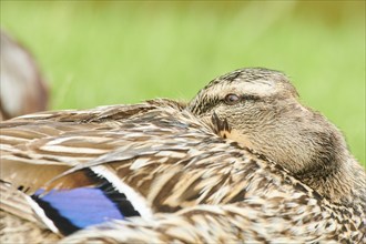 Wild duck (Anas platyrhynchos), female, portrait, tirol, Kitzbühel, Wildpark Aurach, Austria,