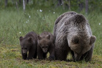 European brown bear, Karelia, Finland, Europe