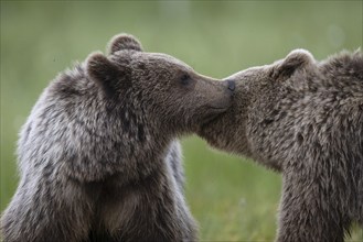 European brown bear, Karelia, Finland, Europe