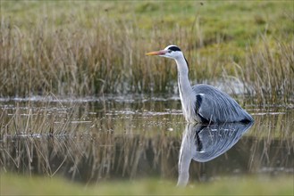 Grey heron (Ardea cinerea), hunting, in the water, Dingdener Heide nature reserve, North