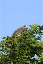 Green Iguana, Iguana iguana, on tree top, Amazon basin, Brazil, South America