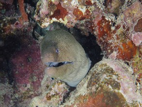 Portrait of giant moray (Gymnothorax javanicus), dive site House Reef, Mangrove Bay, El Quesir, Red