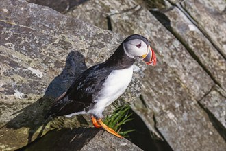 Atlantic puffin (Fratercula arctica) sitting on a rock in the sunshine, Norway, Europe