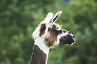 Llama (Lama glama), portrait, Tirol, Kitzbühel, Wildpark Aurach, Austria, Europe