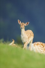 European fallow deer (Dama dama) doe walking on a meadow, Kitzbühel, Wildpark Aurach, Austria,