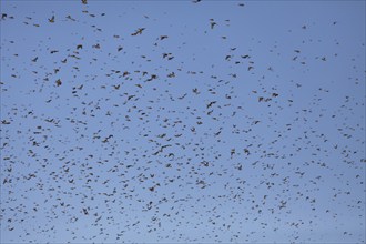 Thousands of bramblings from Scandinavia at the former military training area in Münsingen