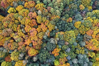 Mixed forest in autumn, colouring, aerial view, forest, autumnal, Ahlhroner Fischteiche,