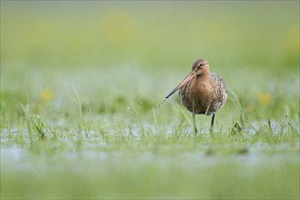 Black-tailed Godwit (Limosa limosa), Lower Saxony, Germany, Europe