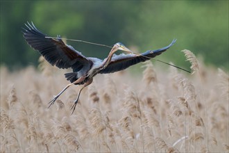 Purple heron (Ardea purpurea) in flight, Baden-Württemberg, Germany, Europe