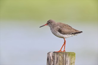 Common redshank (Tringa totanus), Lower Saxony, Germany, Europe