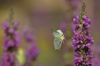 Brimstone (Gonepteryx rhamni) approaching a flower of purple loosestrife (Lythrum salicaria),