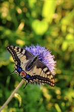 Swallowtail (Papilio machaon), sucking nectar, Upper Bavaria, Bavaria, Germany, Europe