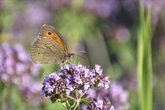 Meadow brown (Maniola jurtina) butterfly on oregano (Origanum vulgare) in the garden, Bavaria,