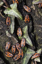 Fire bugs (Pyrrhocoridae) on a tree trunk, Germany, Europe