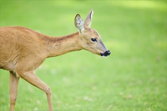 Roe deer (Capreolus capreolus) walking on a meadow, Bavaria, Germany, Europe