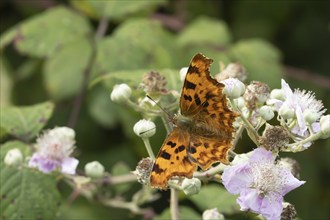 Comma butterfly (Polygonia c-album) adult insect feeding on Bramble flowers in a woodland, Suffolk,