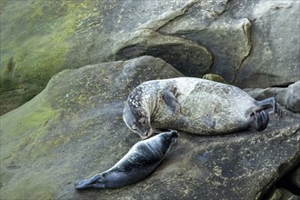 Harbor seal, phoca vitulina vitulina. Female seal and baby resting on a rock by the sea. Forillon