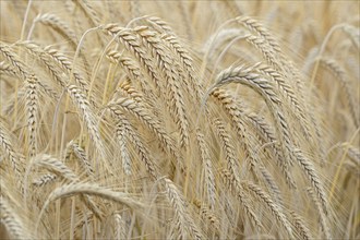 Barleys (Hordeum vulgare), barley field, grain ready for harvest, close-up, North Rhine-Westphalia,