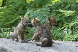 Three wolf pups interacting and exploring on a rock in the forest, European grey gray wolf (Canis