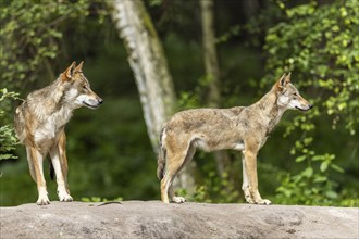 Two gray wolves (Canis lupus), Germany, Europe