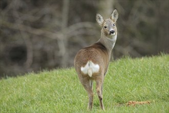 European roe deer (Capreolus capreolus) in winter coat and eye injury secured in the meadow,