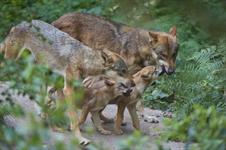 Wolf Canis lupus), pack with cubs living in a green forest, summer, Germany, Europe