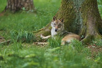 Gray wolf (Canis lupus) lying on a tree trunk in the forest, summer, Germany, Europe