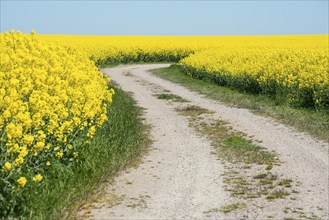 Gravel road through fields with rapeseed in Skurup municipality, Skåne, Sweden, Scandinavia, Europe