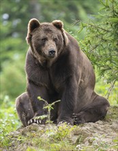 Brown bear (Ursus arctos) sits on a rock and looks attentively, Germany, Europe