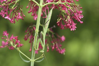 Praying mantis (Mantis religiosa) Southern Hungary, Hungary, Southern Hungary, Hungary, Europe