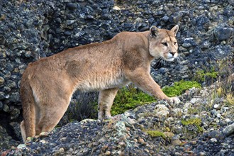 Cougar (Felis concolor patagonica) wbl. Torres del Paine NP, Chile, Torres del Paine NP, South