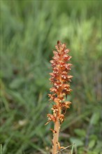 Greater broomrape (Orobanche rapum-genistae), a subspecies of the spiderwort family (Orobanchaceae)