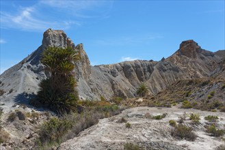 A barren desert landscape with high rocks and scattered palm trees under a blue sky, Oasis de