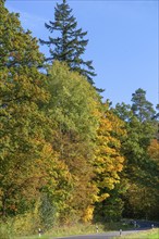 Mixed forest in autumn colours, Bavaria, Germany, Europe