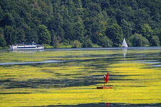 Green carpet of plants on Lake Baldeney in Essen, proliferating aquatic plant Elodea, waterweed, an