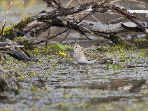 Temminck's Stint (Calidris temminckii), wading through marshland, searching for food, June,