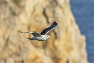 Great black-backed gull (Larus marinus) gliding along the cliffs of the Atlantic Ocean. Camaret,