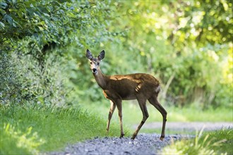 A european roe deer (Capreolus capreolus) standing on a forest path surrounded by green foliage,