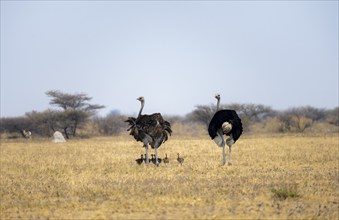 Common ostrich (Struthio camelus), adult female and male with six young, chicks, animal family,